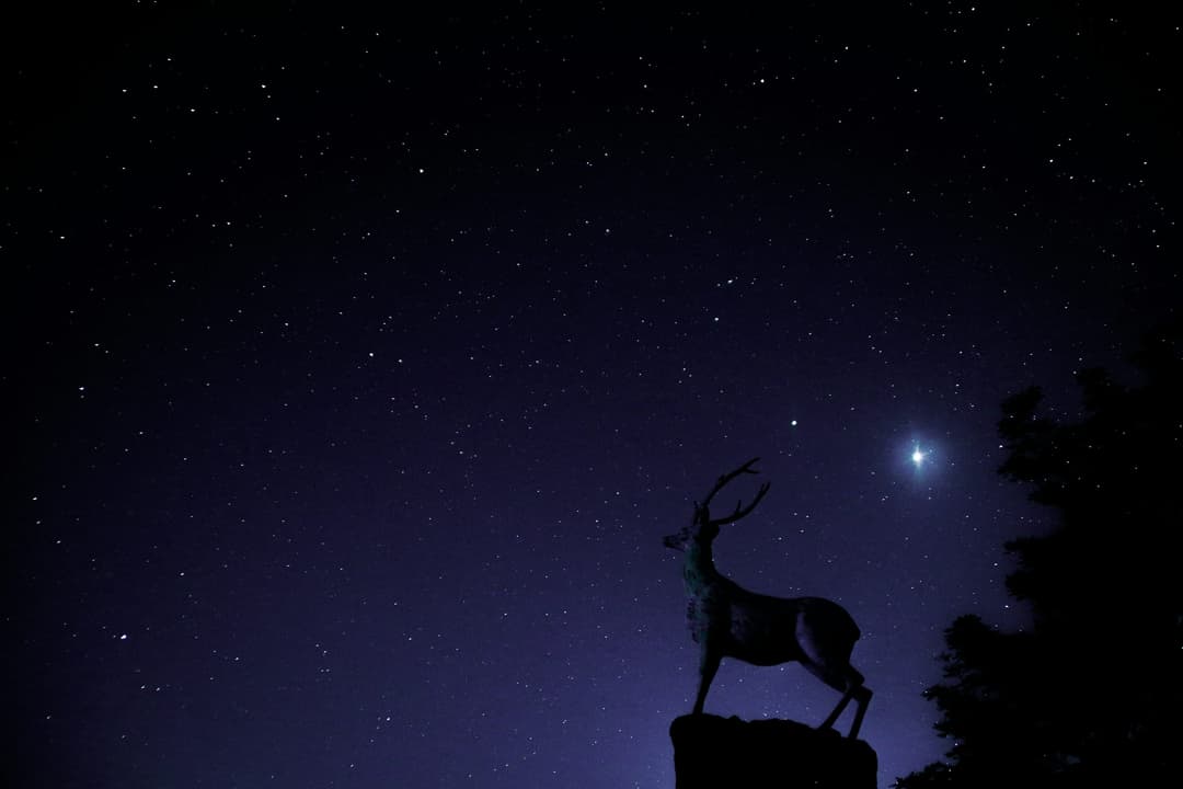 星空に佇む鹿のシルエット